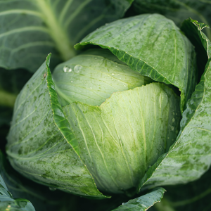 fresh-groundcabbage-in-the-garden-closeup-textured-natural-background